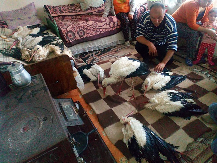 Bulgarians let storks inside home to save them from freezing