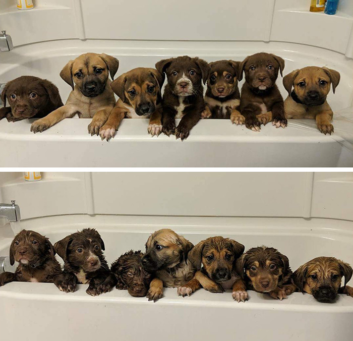puppies before and after bath