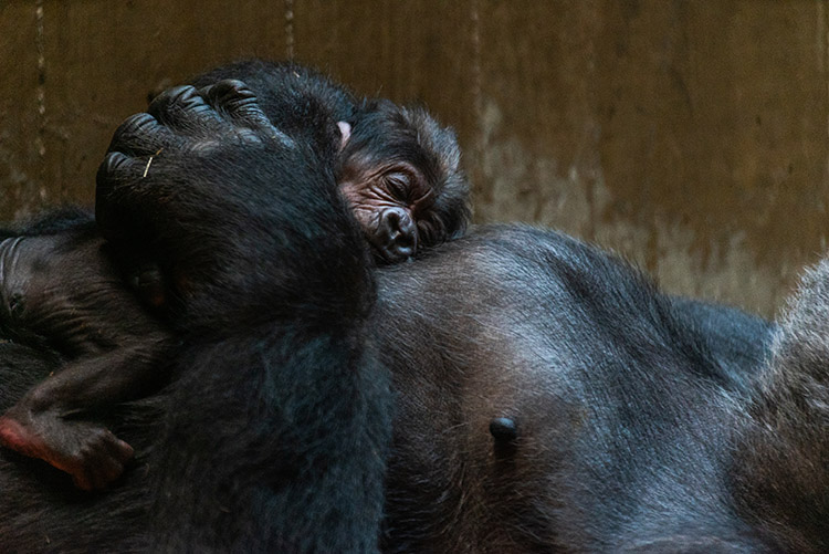 gorilla hudding and kissing newborn baby