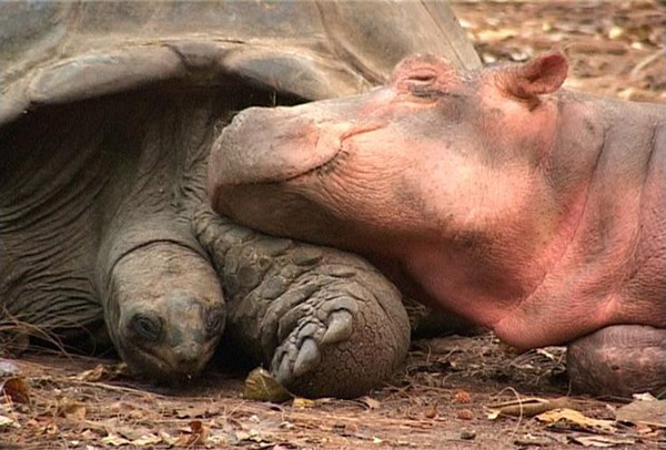 tortoise and baby hippo owen and mzee