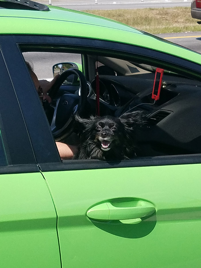 dog medicine for long car rides dog medicine for long car rides