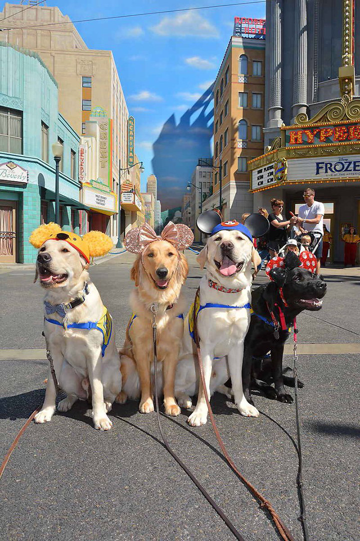 service dogs visit disneyland