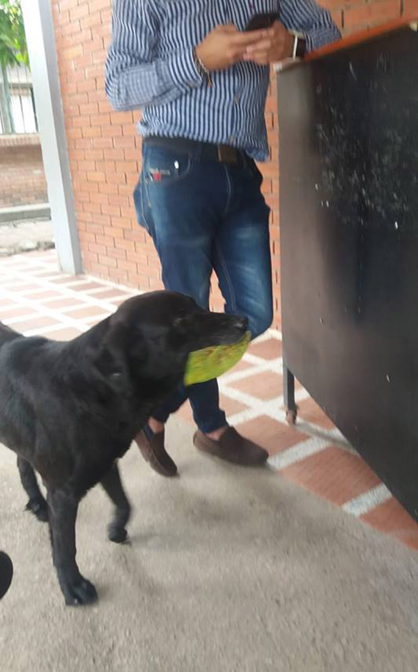 dog uses leaf to buy treats