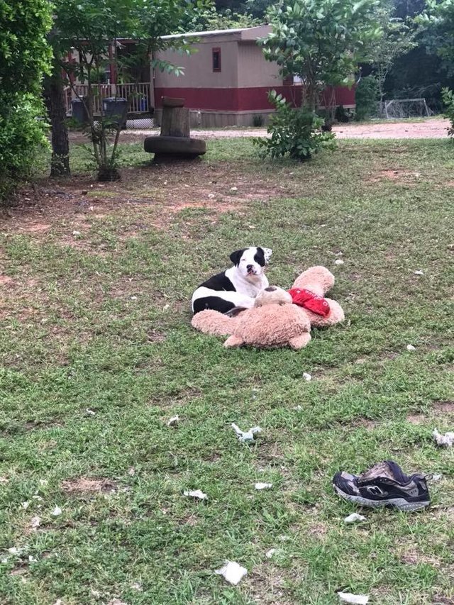 abandoned dog teddy bear rescued