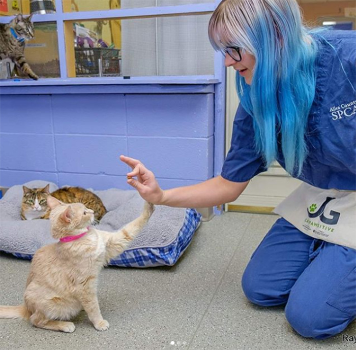 cat pawsitive program shelters