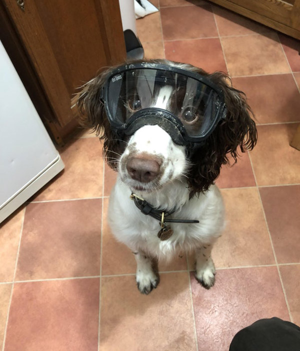 dog injures eye wears goggles