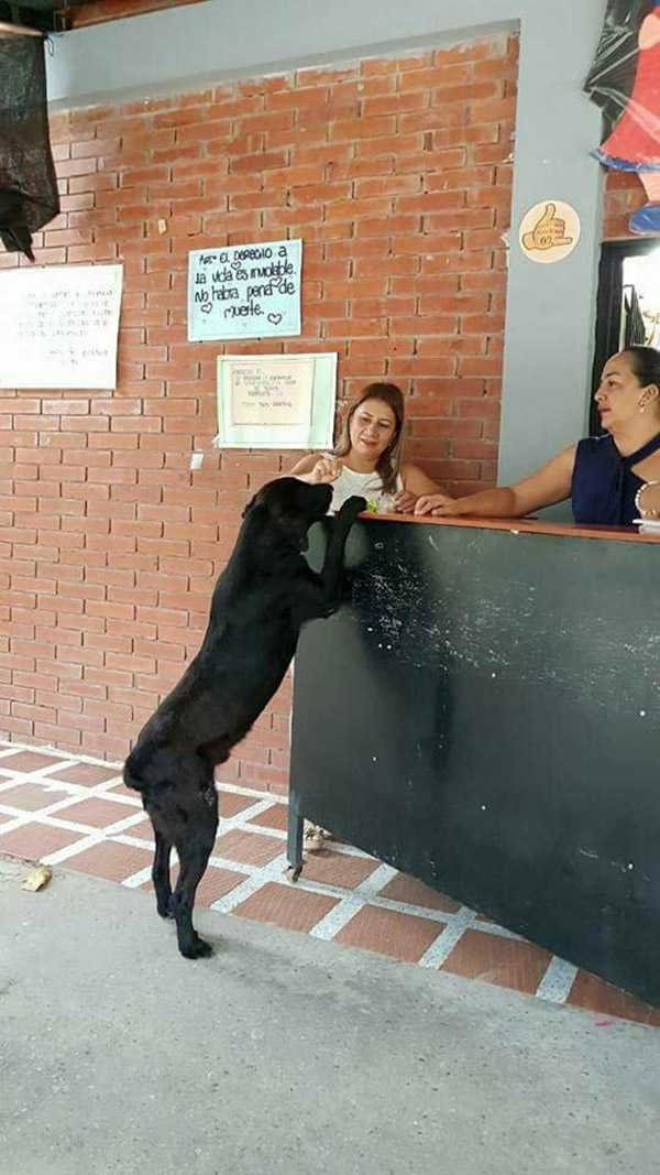 dog uses leaf to buy treats