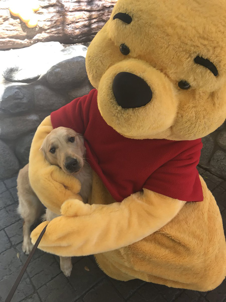 service dogs visit disneyland