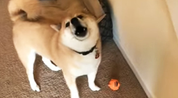 Watch This Dogs Hilarious Response To Do You Like Your New