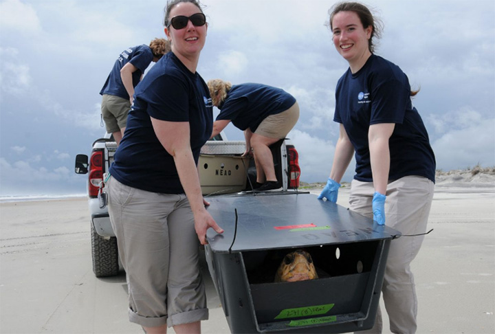 new england aquarium releases 14 sea turtles into wild