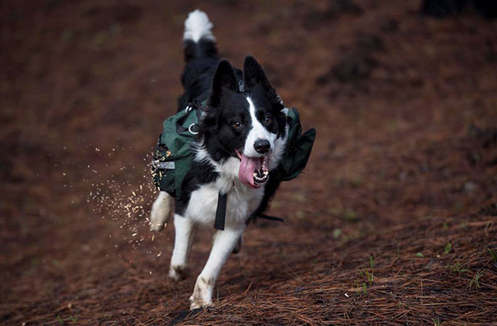 border collies special backpacks plant trees in chile