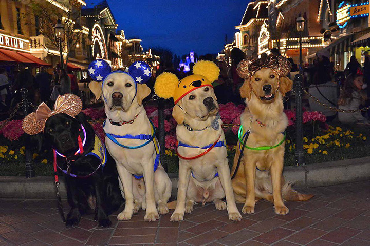 service dogs visit disneyland