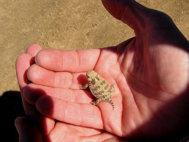 baby horny toad
