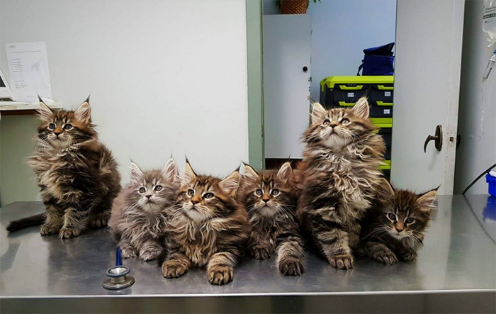 g0od0-maine-coon-kittens-vet-checkup.jpg