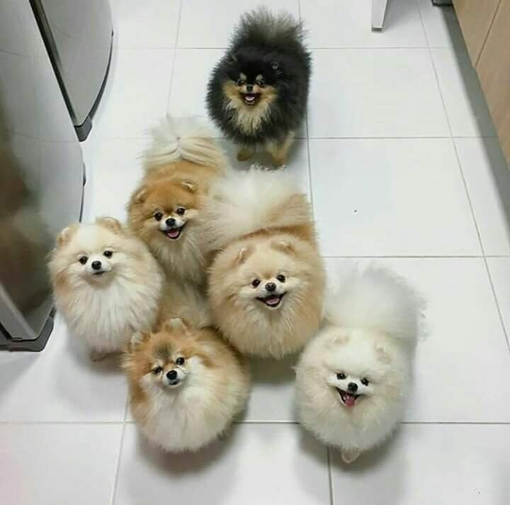 hhdvc-barking-cotton-balls.jpg