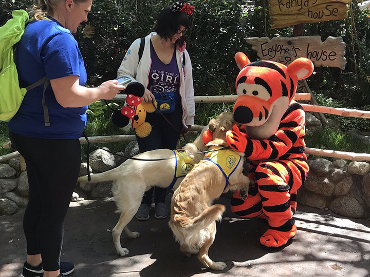 service dogs visit disneyland