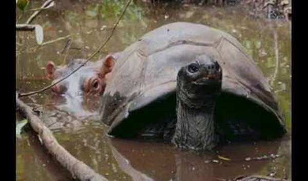 tortoise and baby hippo owen and mzee