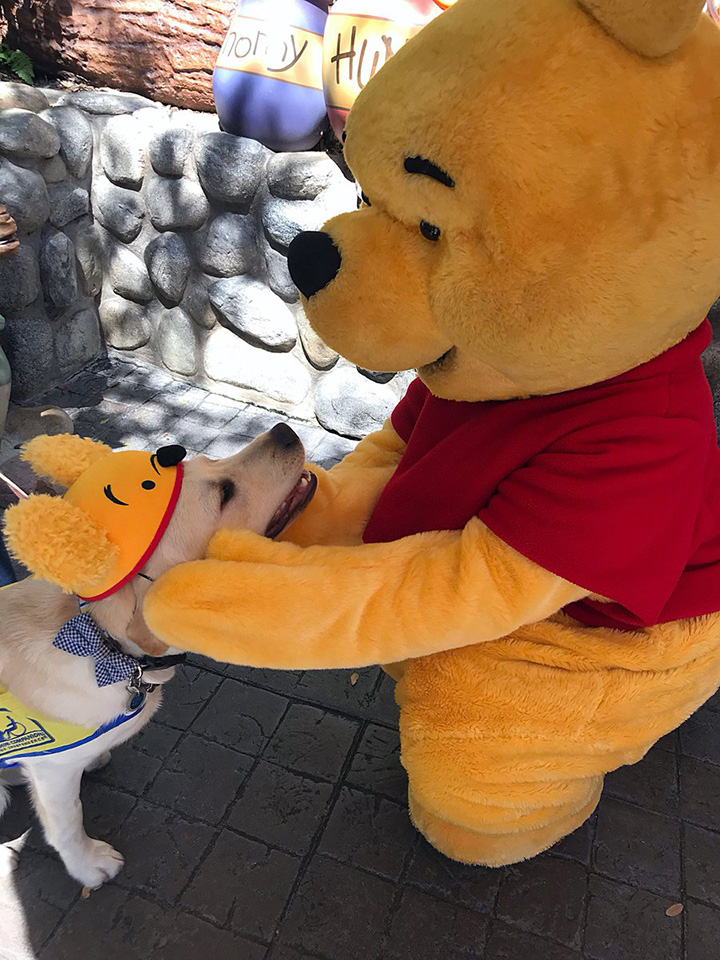 service dogs visit disneyland