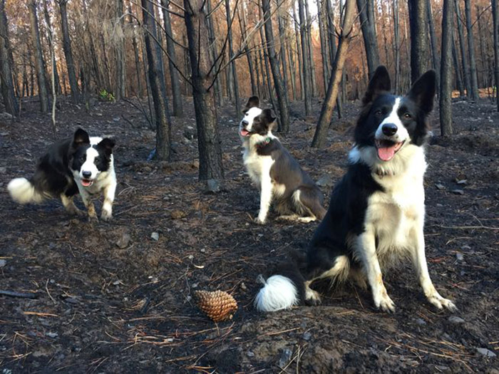 border collies special backpacks plant trees in chile