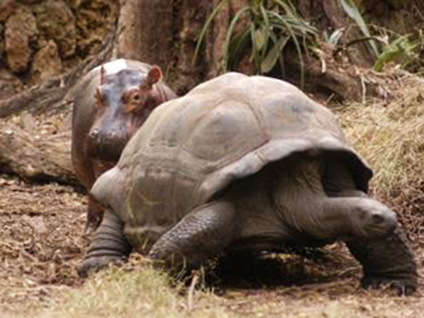 tortoise and baby hippo owen and mzee