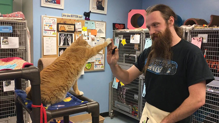 cat pawsitive program shelters