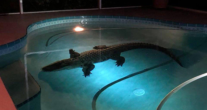 giant alligator found in florida family pool