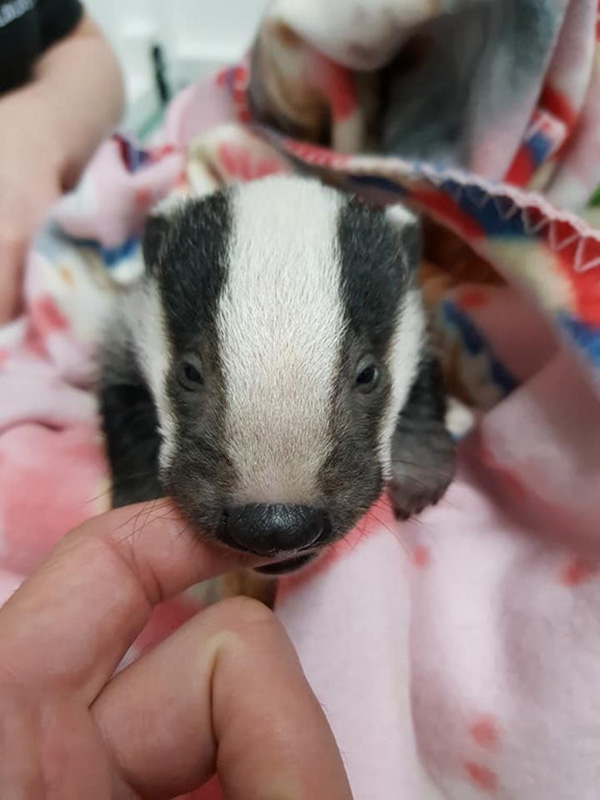 baby badger