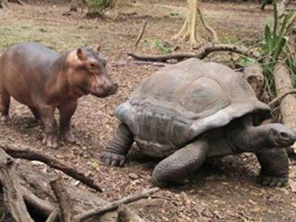 tortoise and baby hippo owen and mzee