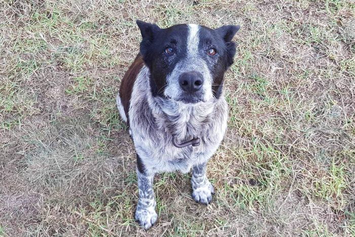 dog finds missing child