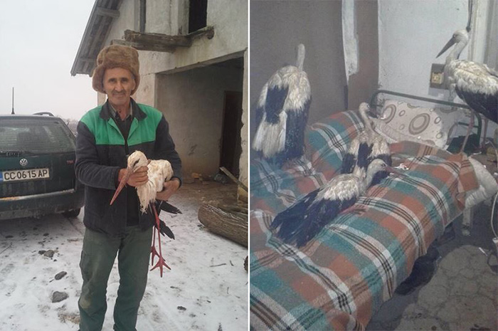 Bulgarians let storks inside home to save them from freezing