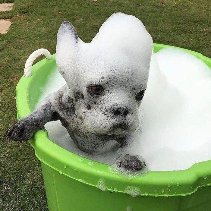 I am groot puppy in bath