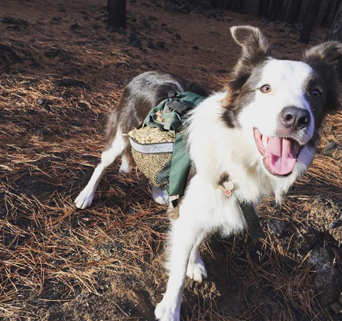 border collies special backpacks plant trees in chile