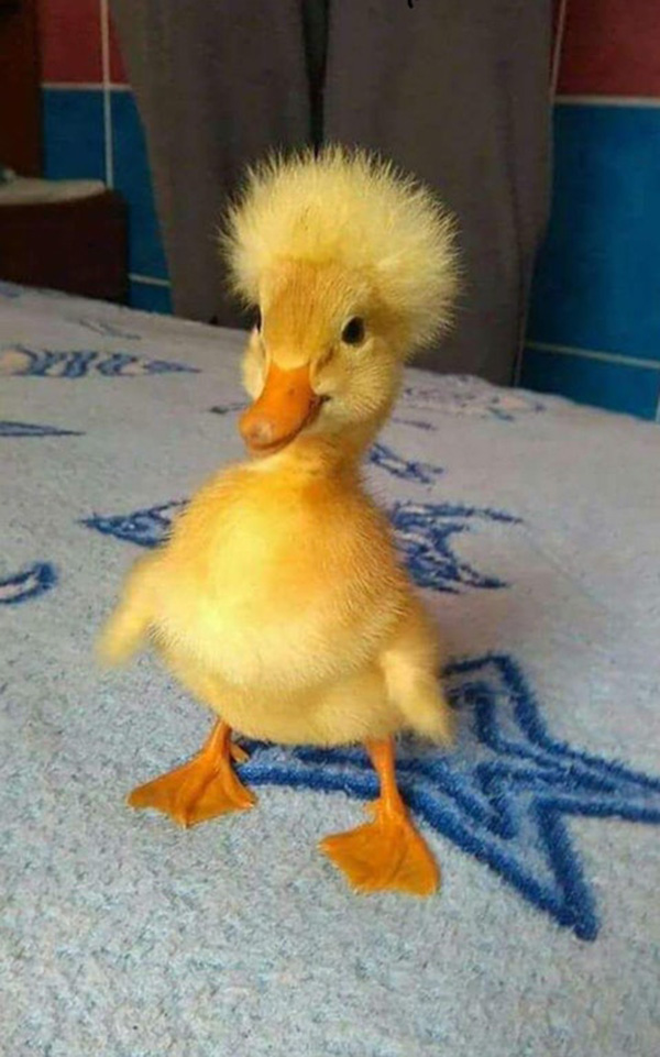duckling wakes up from a nap