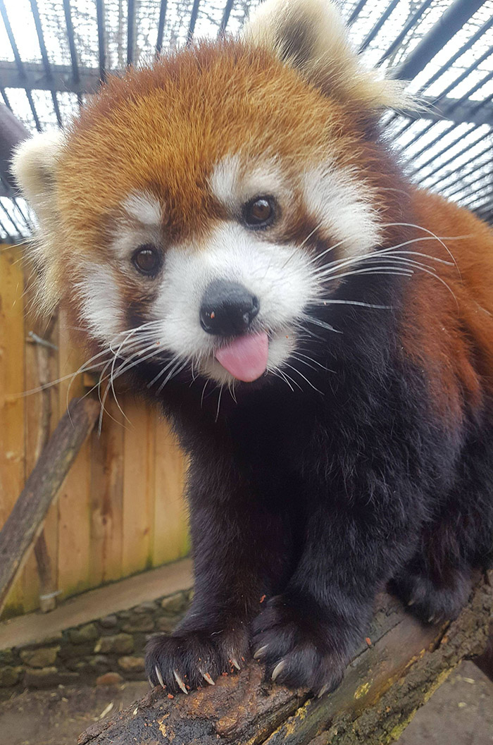 red panda tongue out
