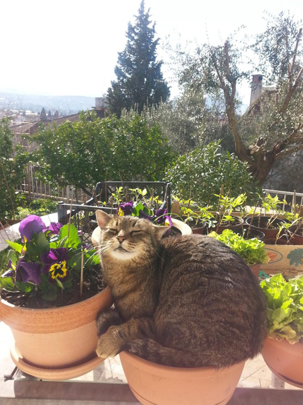 ulryc-cat-in-garden.jpg
