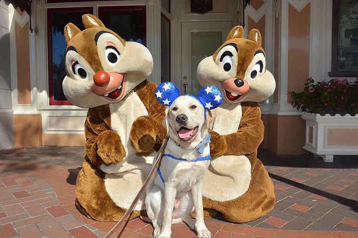 service dogs visit disneyland