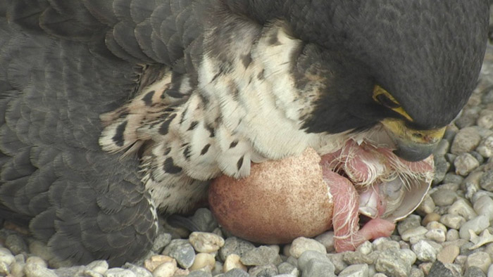 4 baby falcons born at university of montreal