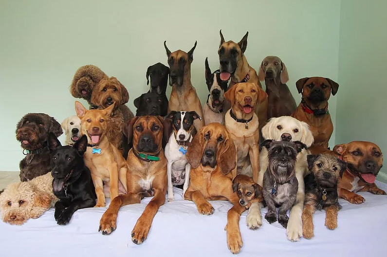 doggie daycare selfie and squad photos