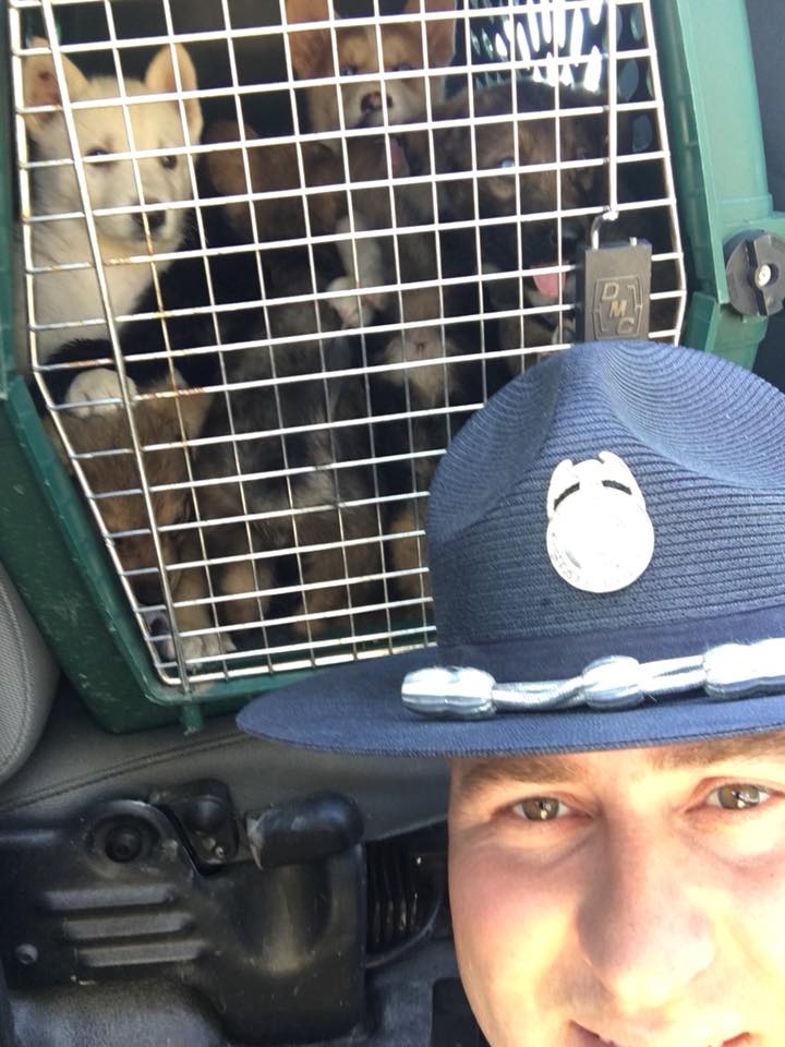 police officer saves puppies in hot car