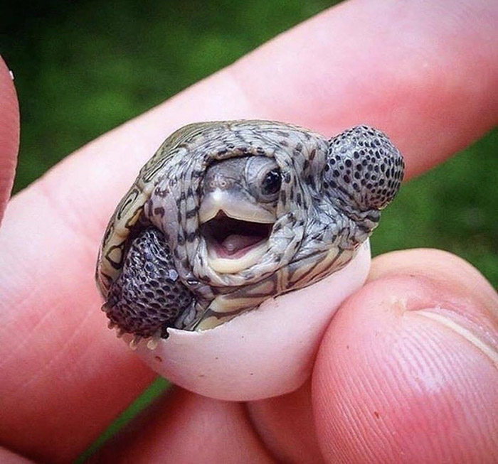 turtle greeting the world