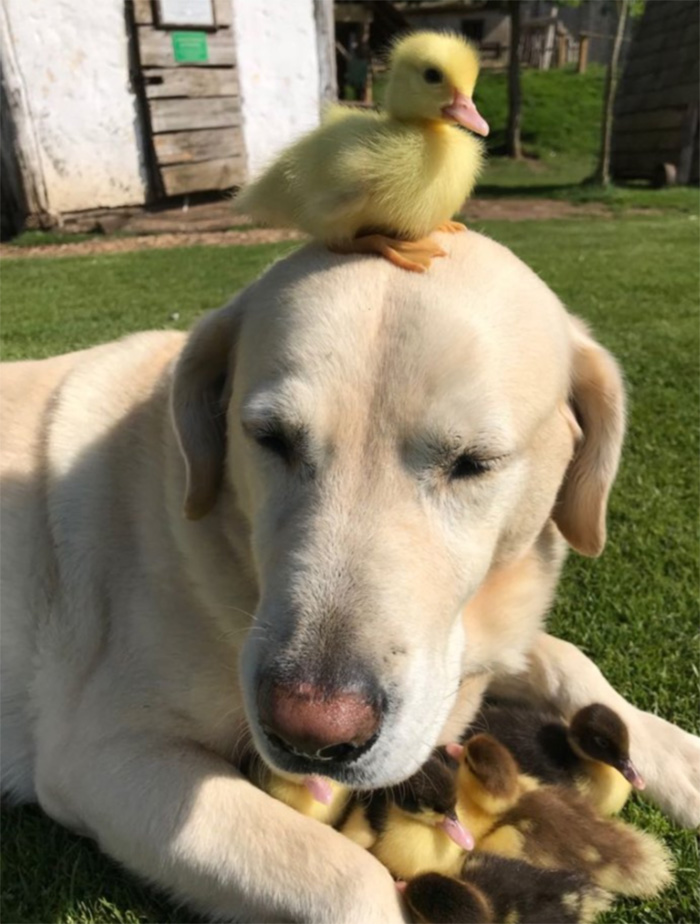 dog adopts ducklings