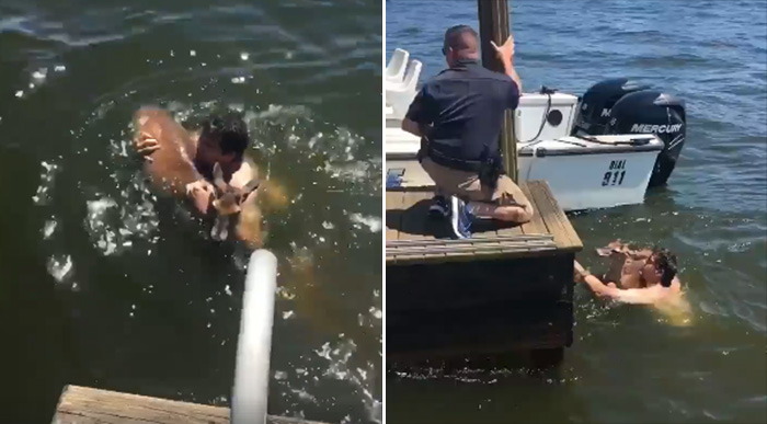 man jumps in water to save deer