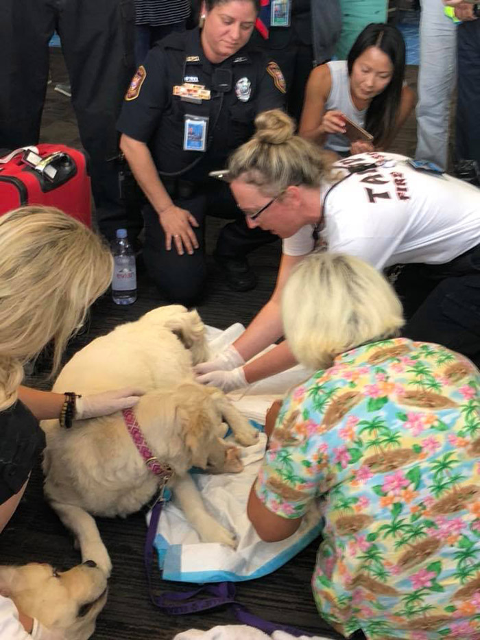 service dog goes into labor at airport