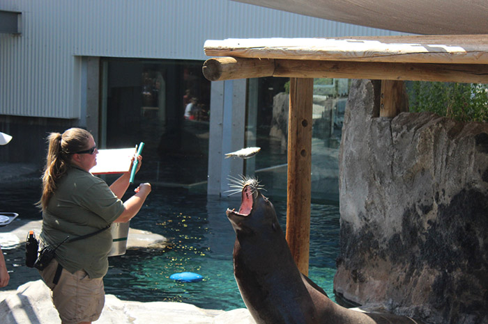 zoo sells paintings made by the animals