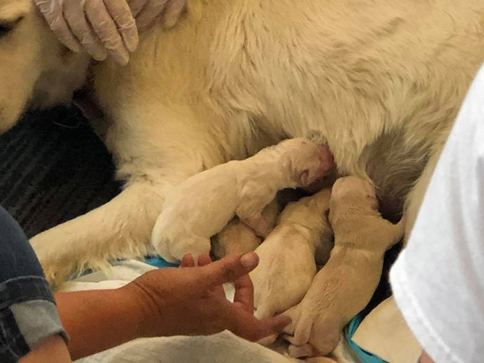 service dog goes into labor at airport