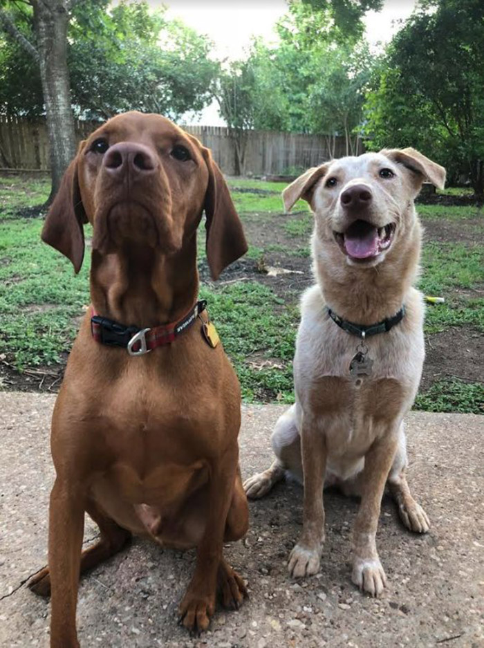 dog door in fence for best friends