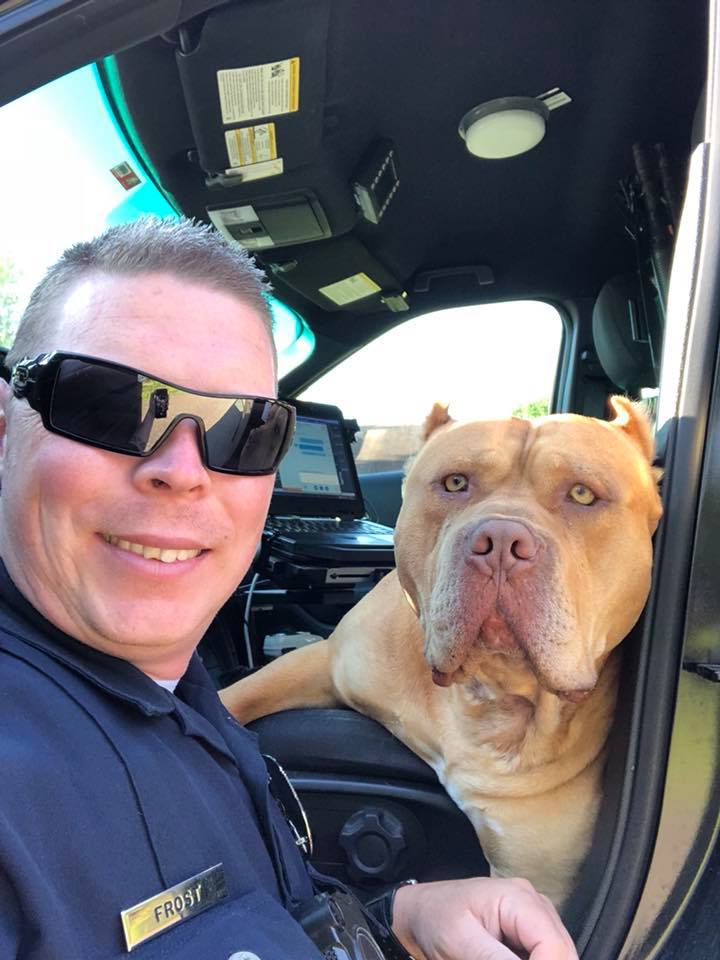 cop rescues pit bull