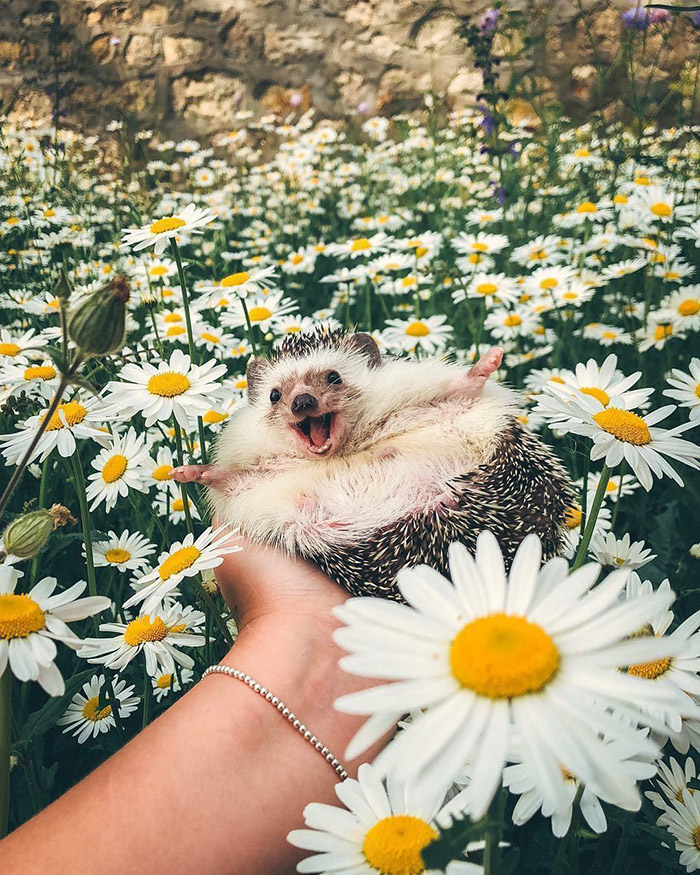happy hedgehog