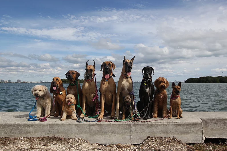 doggie daycare selfie and squad photos