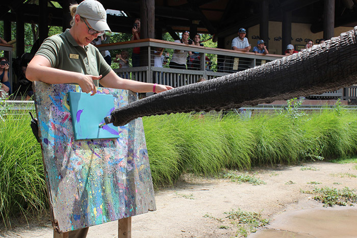 zoo sells paintings made by the animals